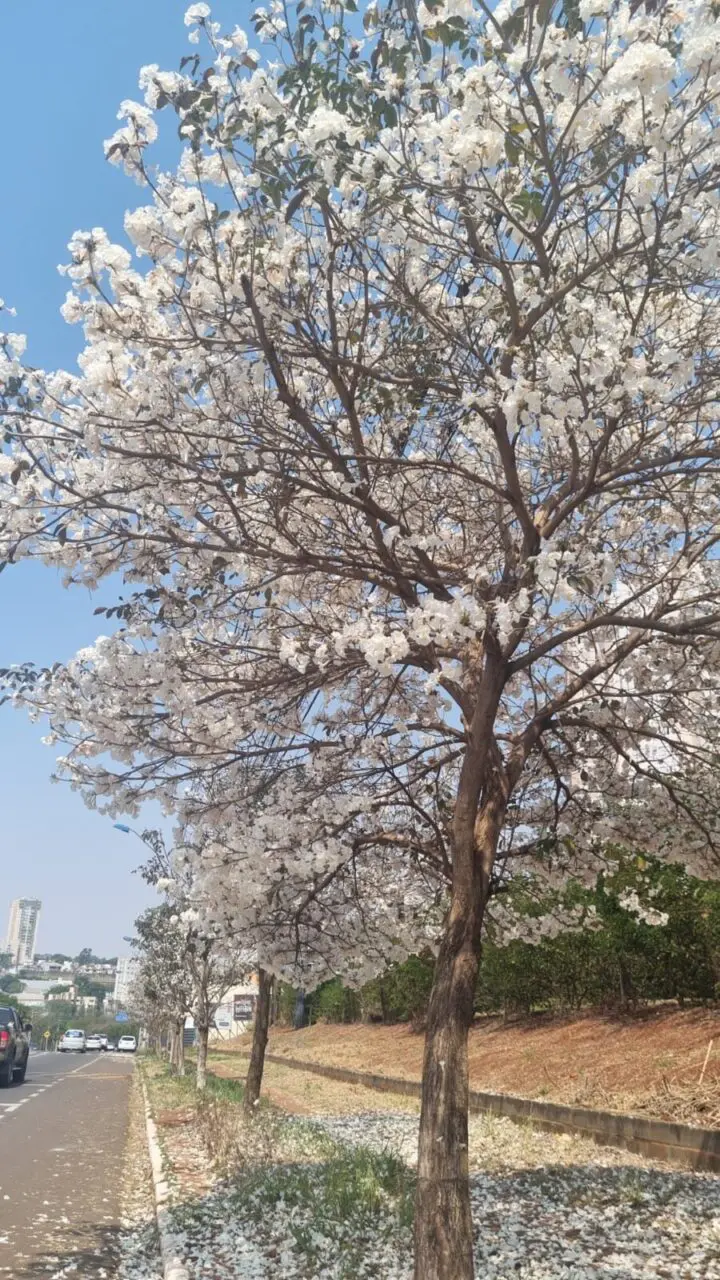 Florada dos Ipês Brancos em Maringá